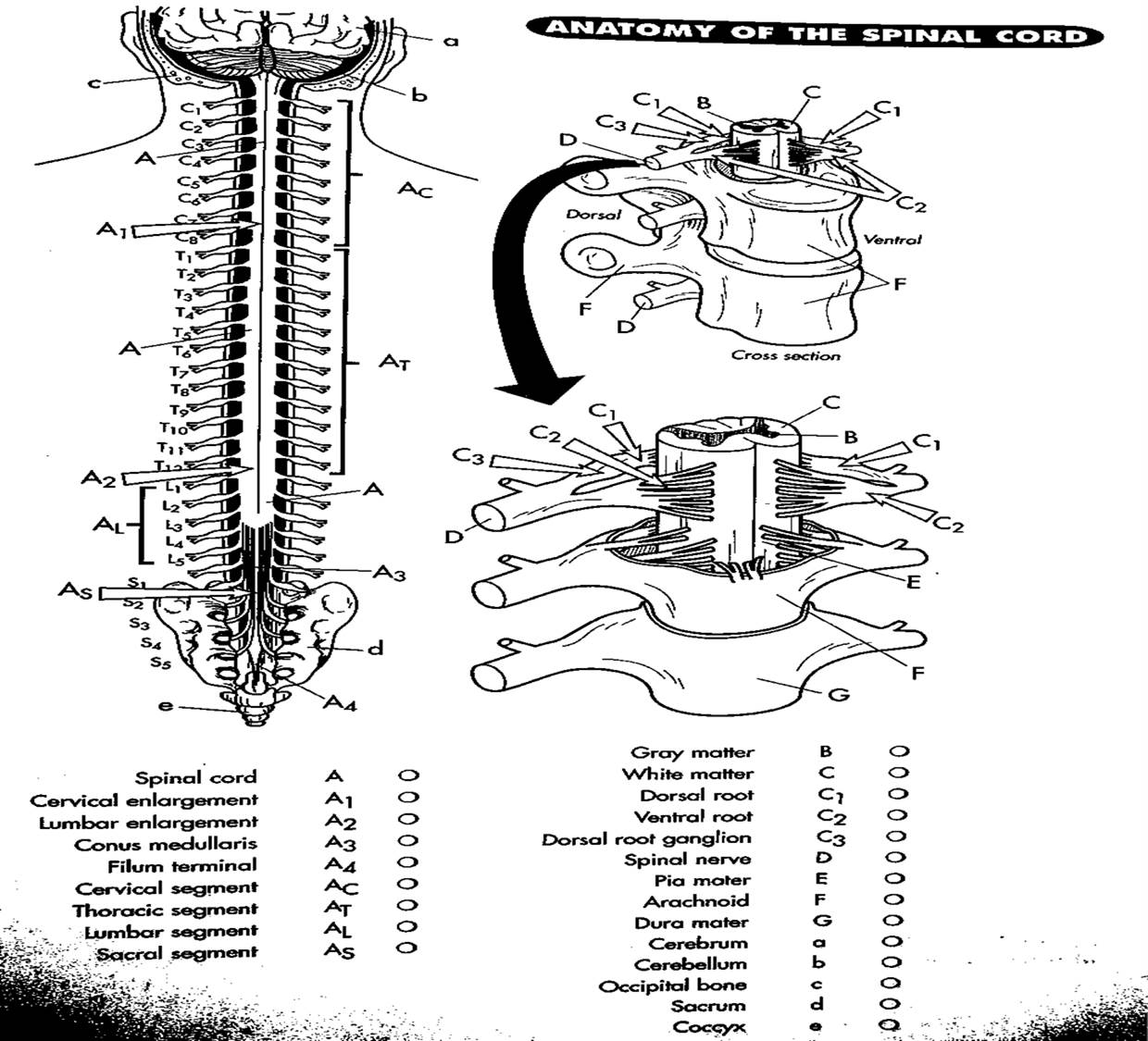 Plansa de colorat cu Biologie 49 44